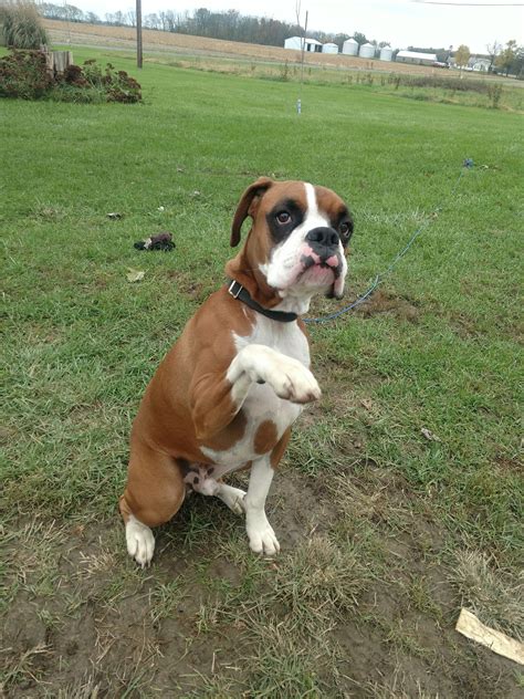 boxer puppies maine|free boxer puppies in maine.